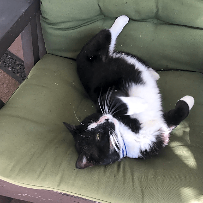 Photo of Buddy