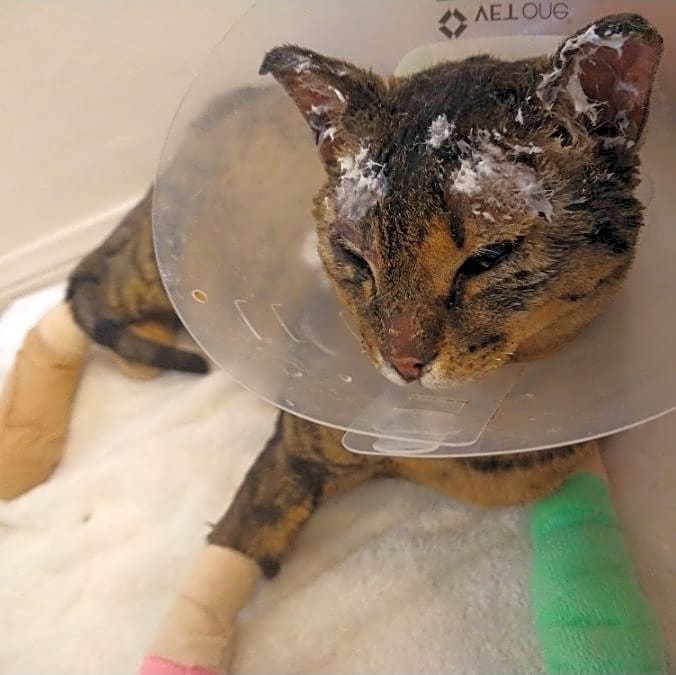 Photo of Kittles