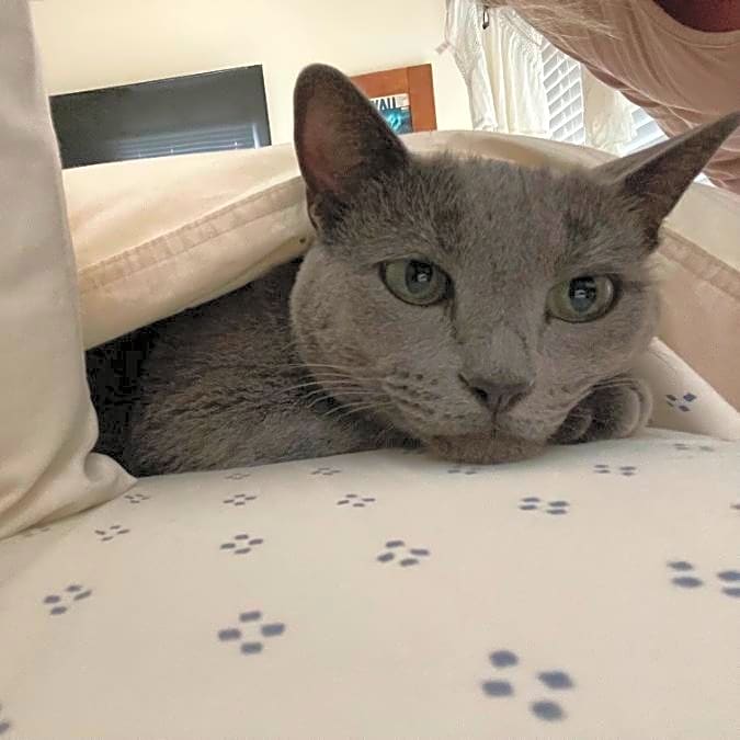 Photo of Mishu