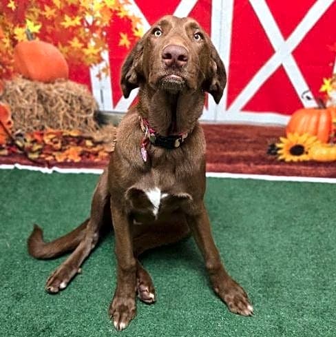 Photo of Littlefoot