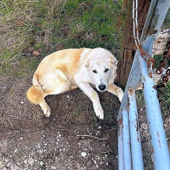 Photo of Kia