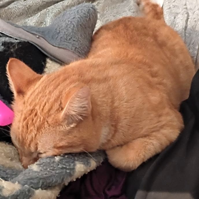 Photo of Kitten little