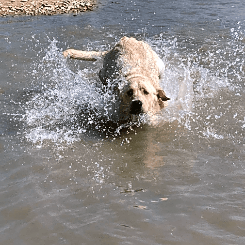 Photo of Buddy