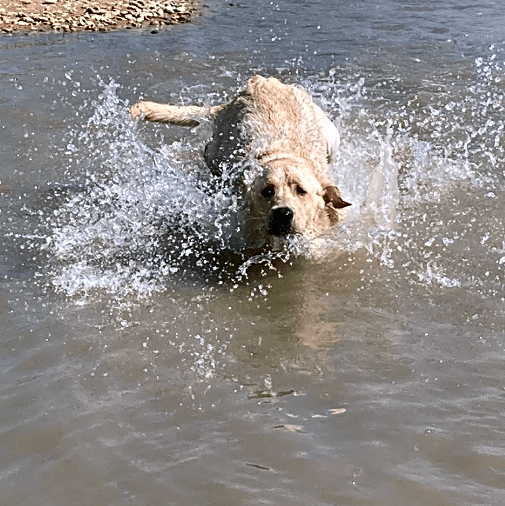 Photo of Buddy