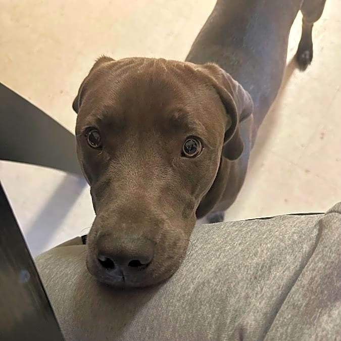 Photo of Apollo