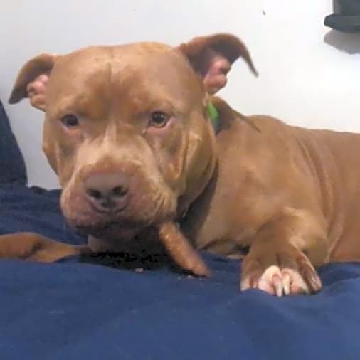 Photo of Dozer