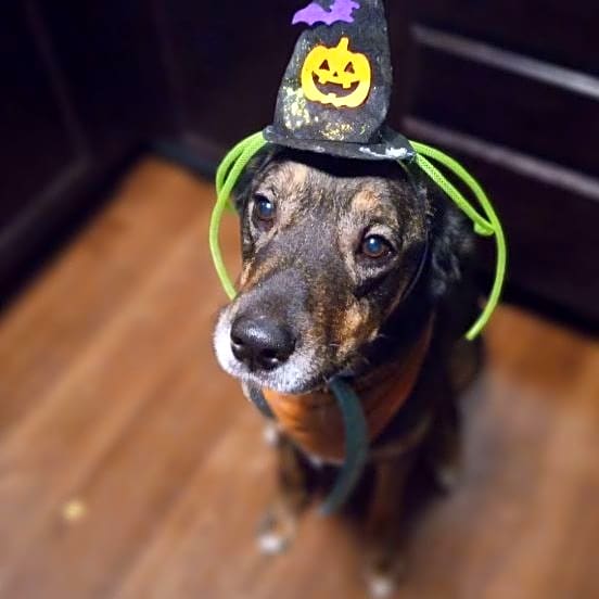 Photo of Odie