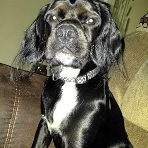 Photo of Buddy