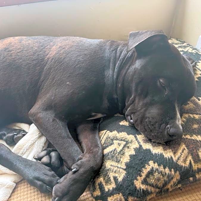 Photo of Ace