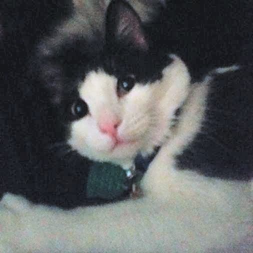 Photo of Link