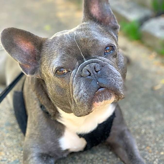 Photo of Dozer