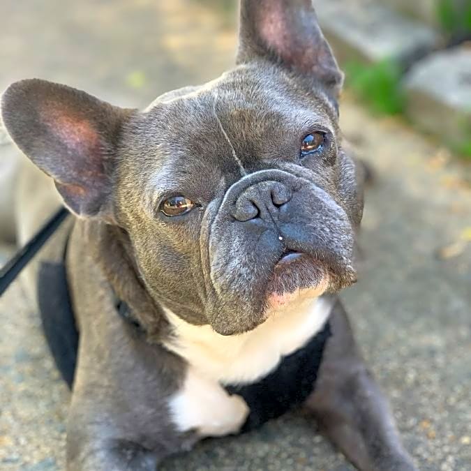 Photo of Dozer