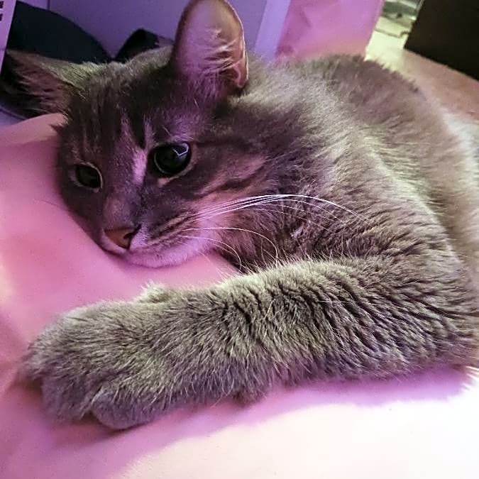 Photo of Prince