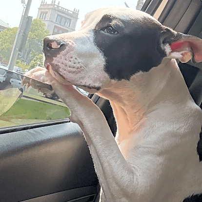 Photo of Vito