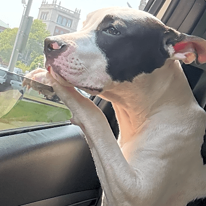 Photo of Vito