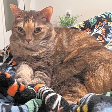 Photo of Blossom