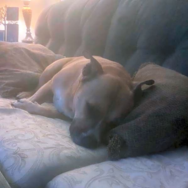 Photo of Bentley