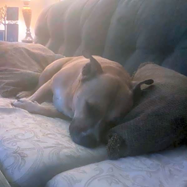 Photo of Bentley