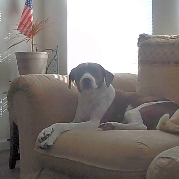 Photo of PopTart