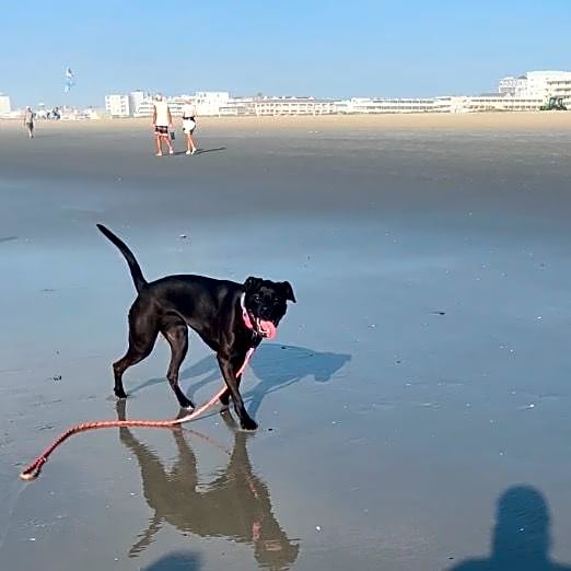 Photo of Cocoa