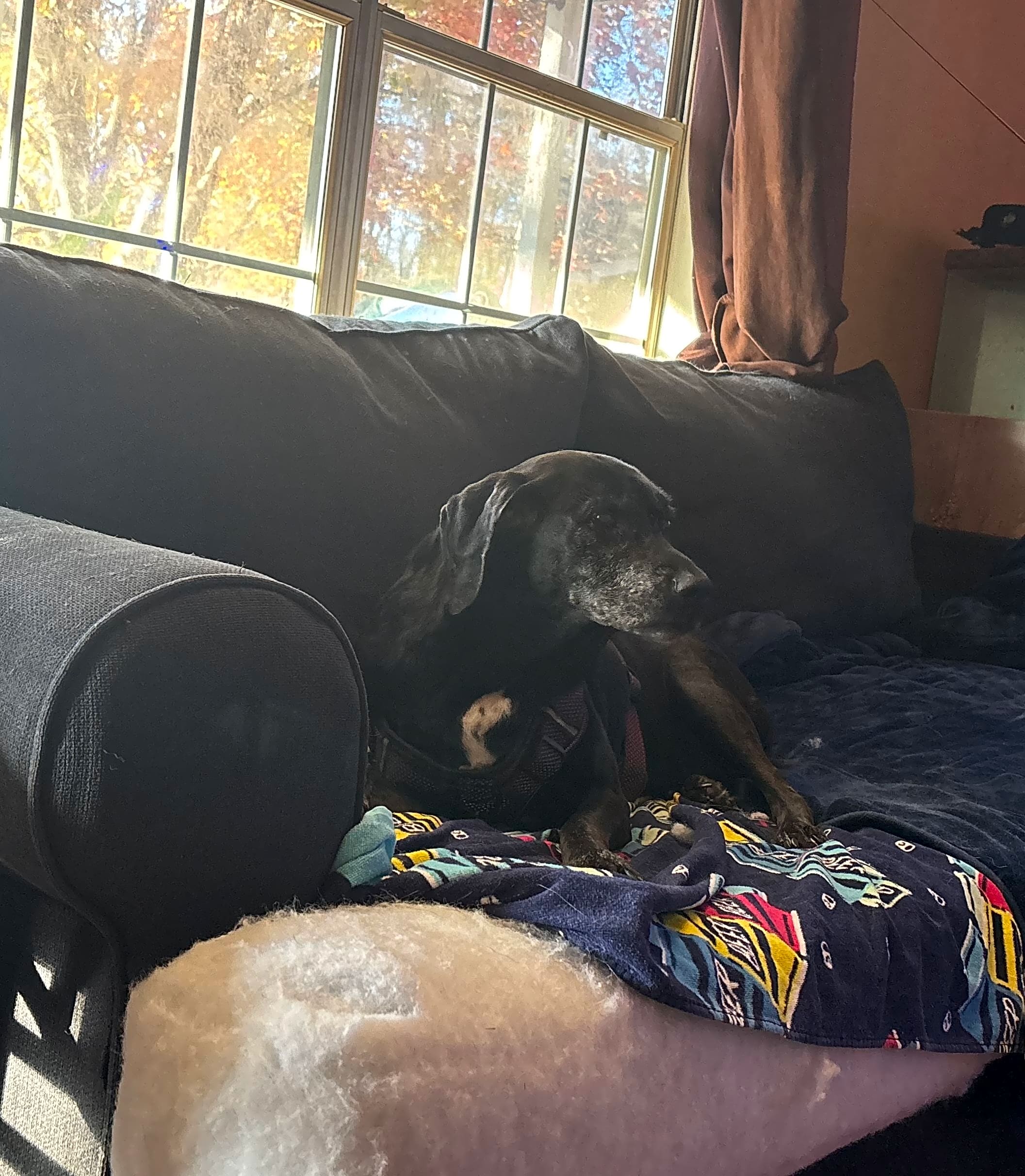 Photo of Shadow