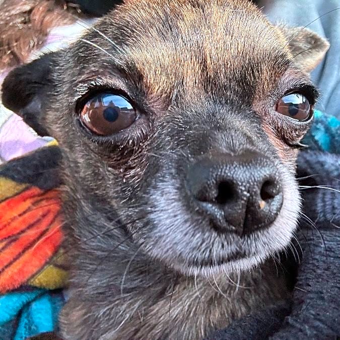 Photo of Frijolito