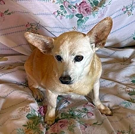 Photo of Daisey Mae