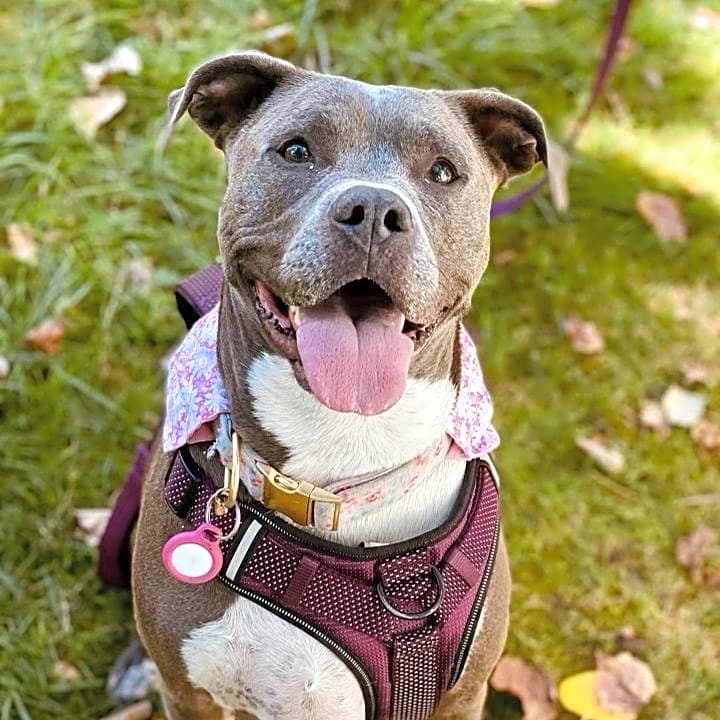 Photo of Rosie