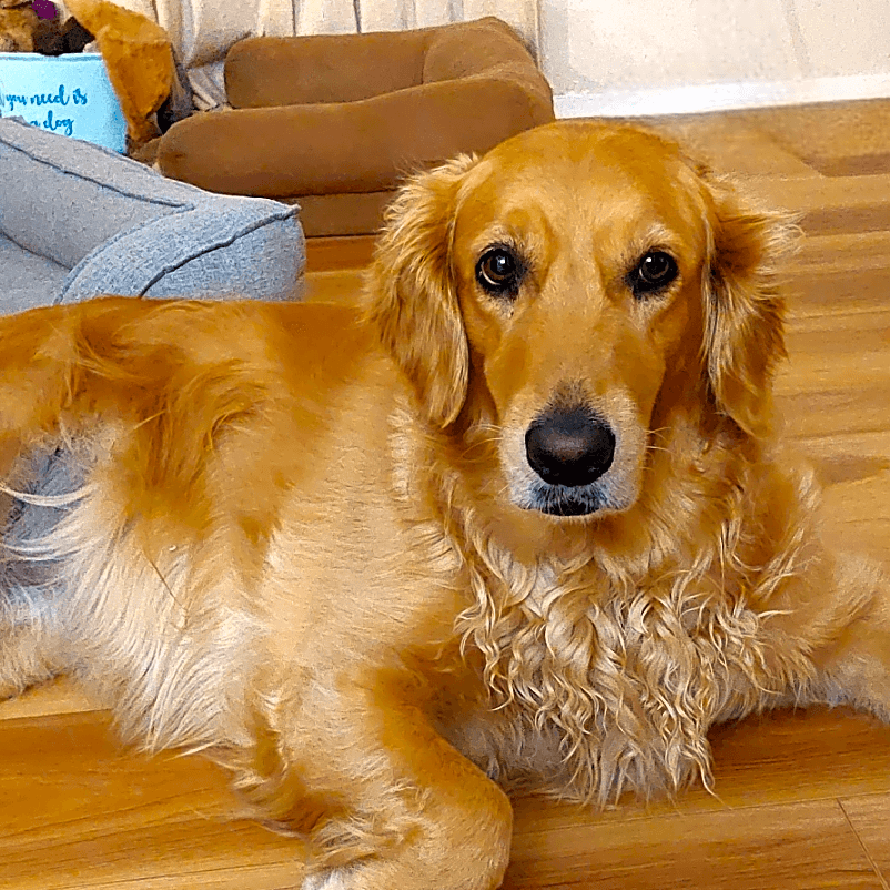 Photo of Mele