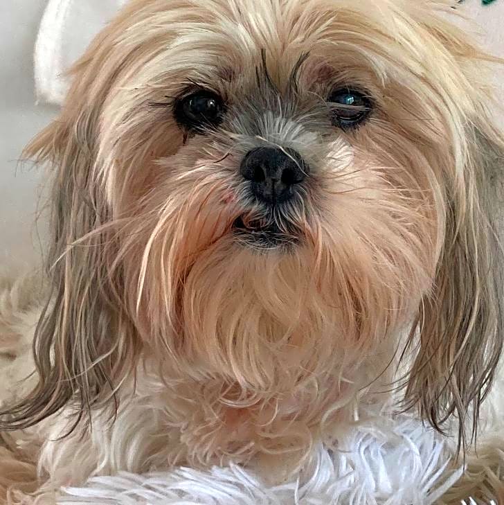 Photo of Bella