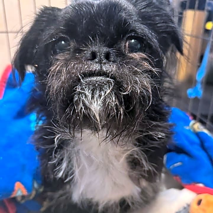 Photo of Oreo