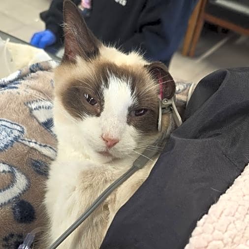 Photo of Cappy