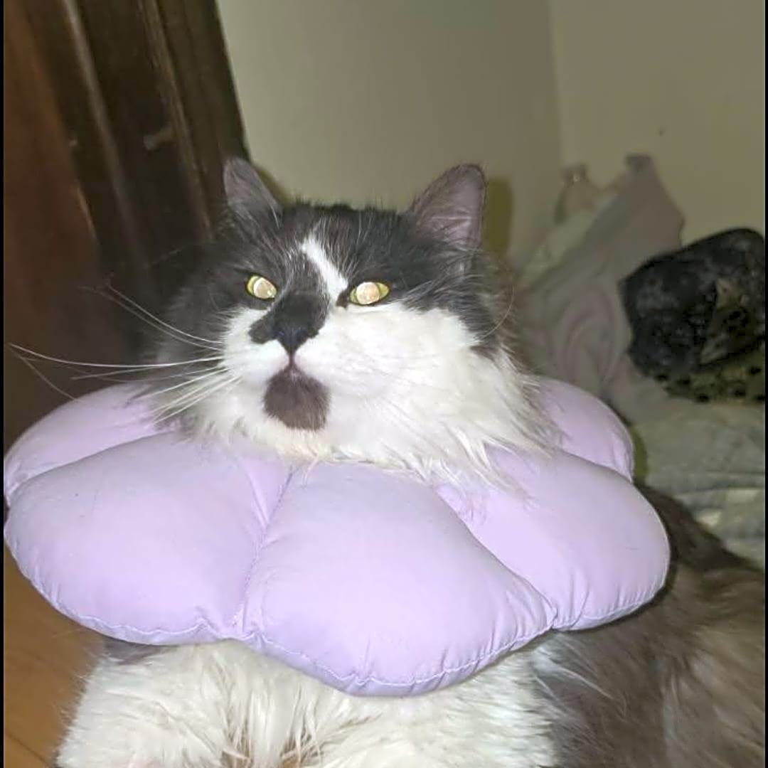 Photo of Figaro