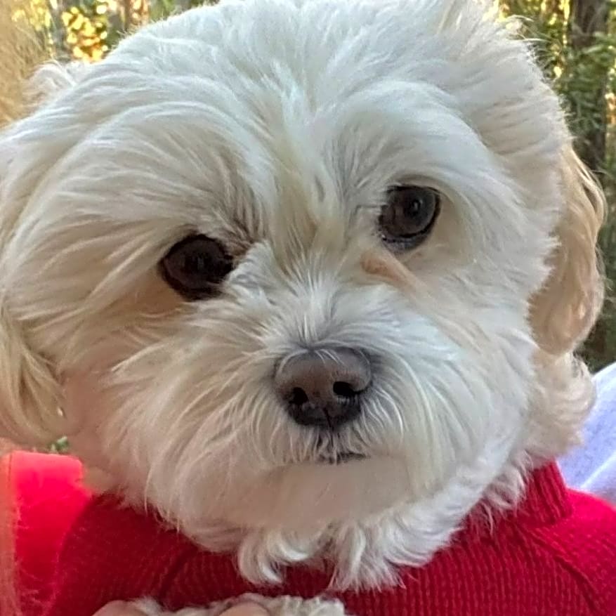Photo of Savannah Grace