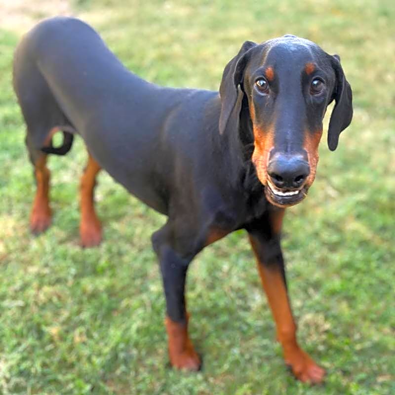Photo of Cheddar