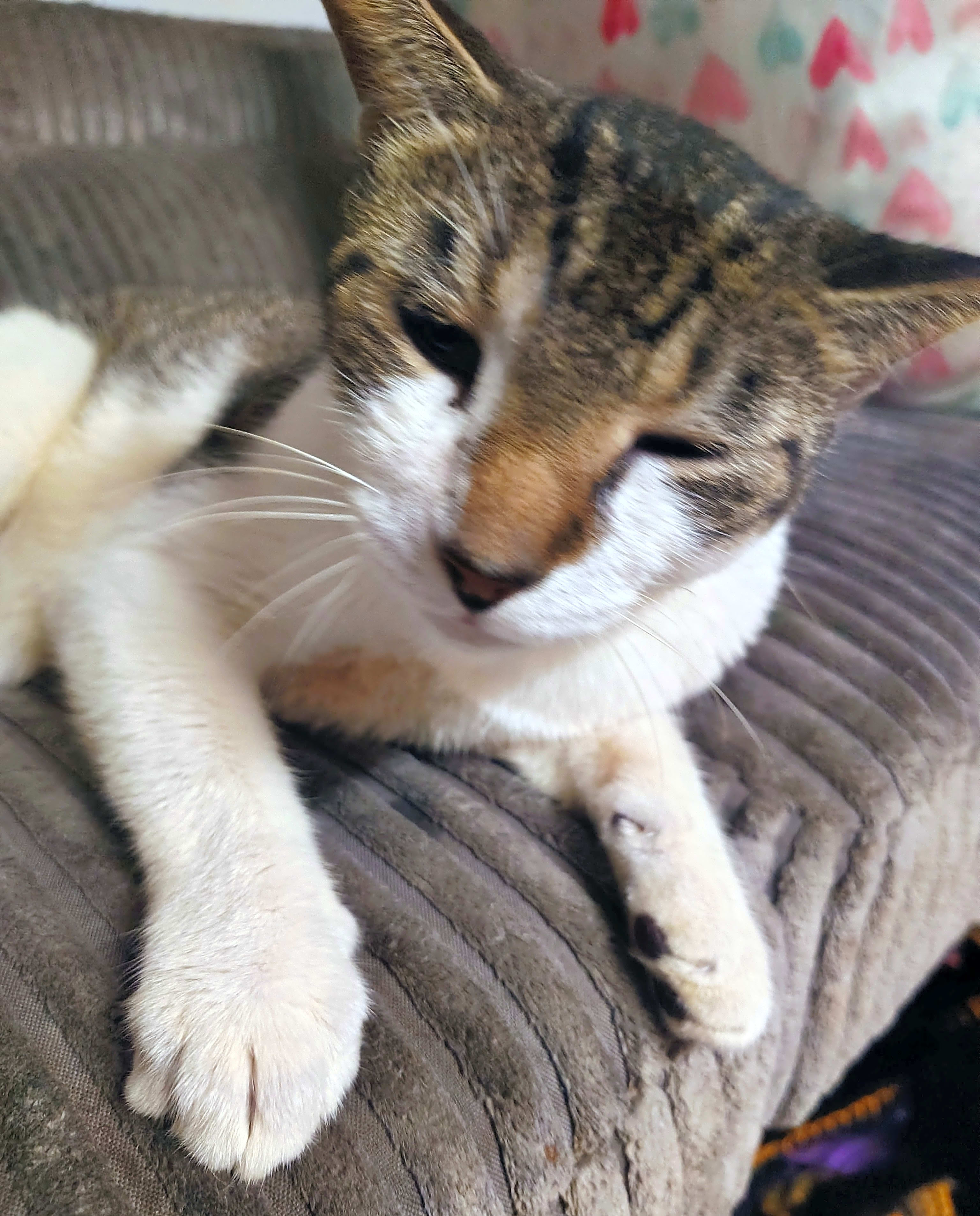 Photo of Trouble