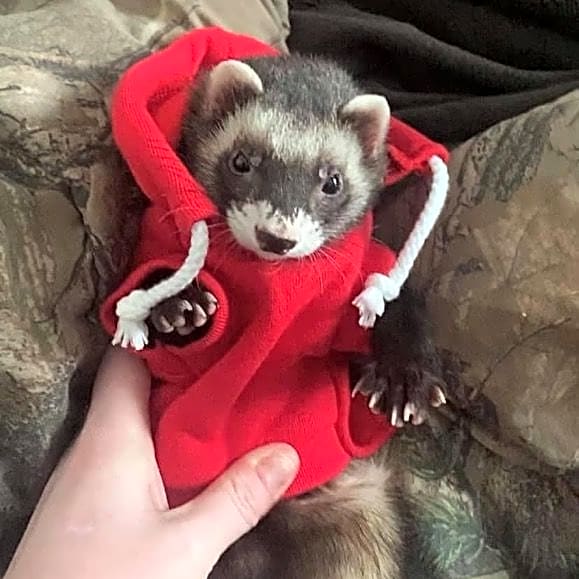 Photo of Bandit