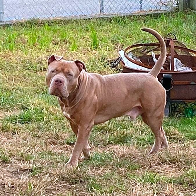 Photo of King
