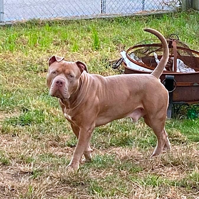 Photo of King