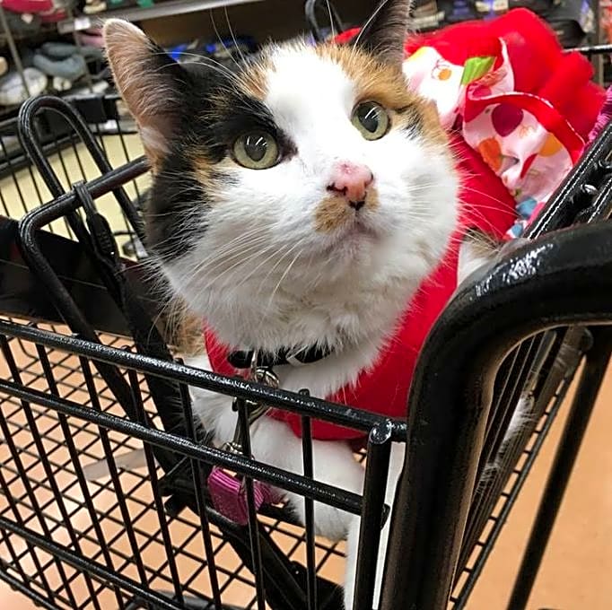 Photo of Diddles