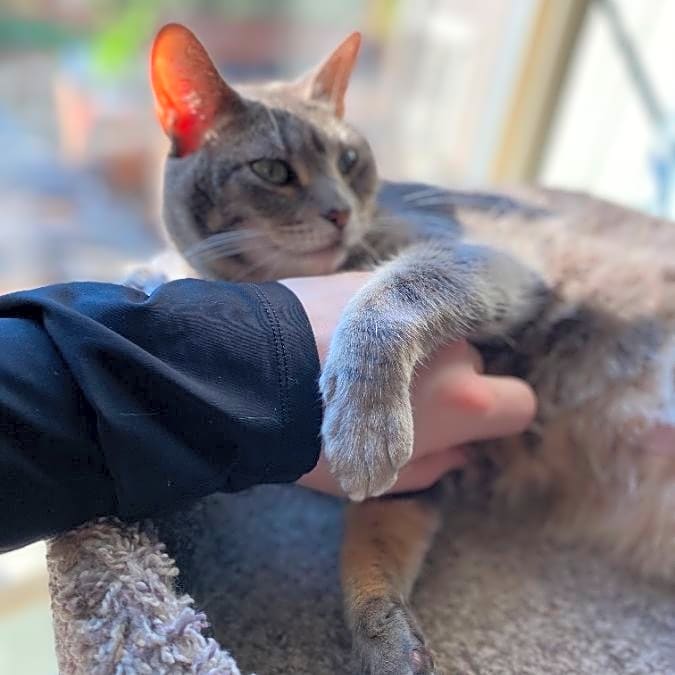 Photo of Bella