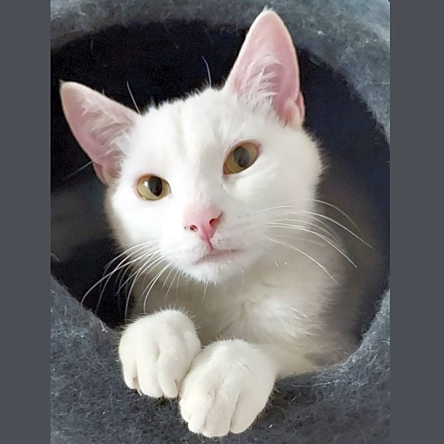Photo of Mystic