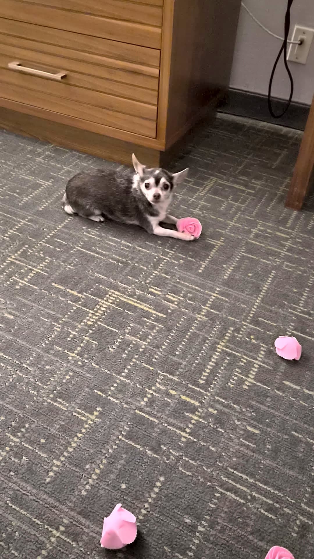 Photo of Lilly