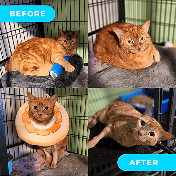 Photo of Cantaloupe