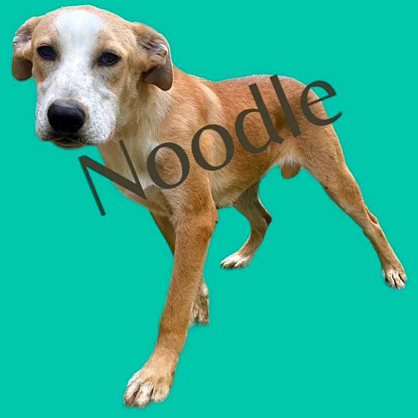 Photo of Noodle