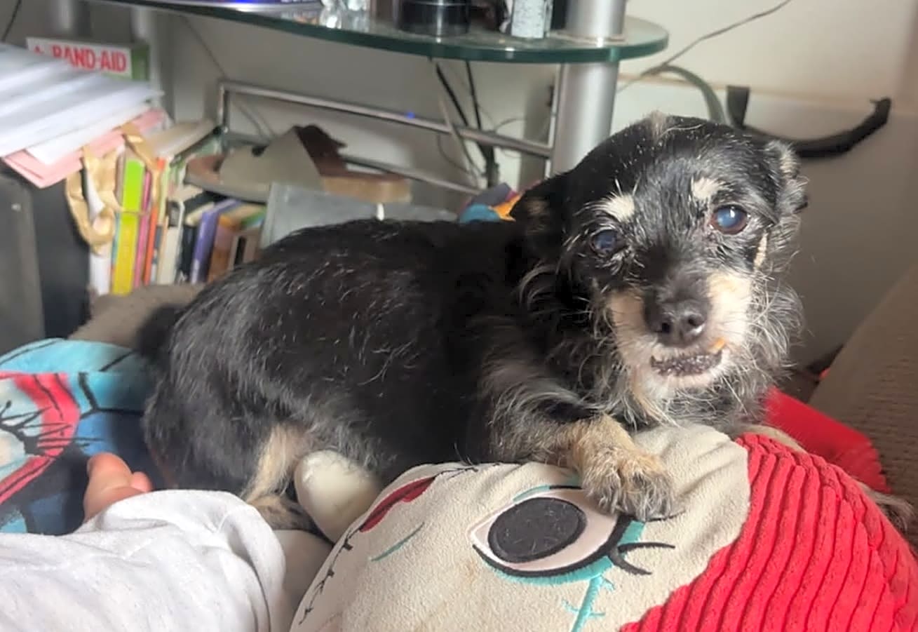 Photo of Cookie