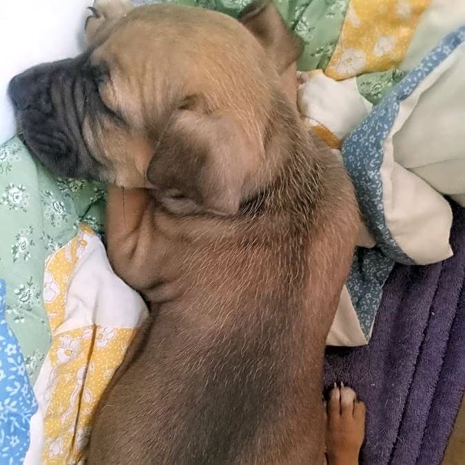 Photo of Snickers