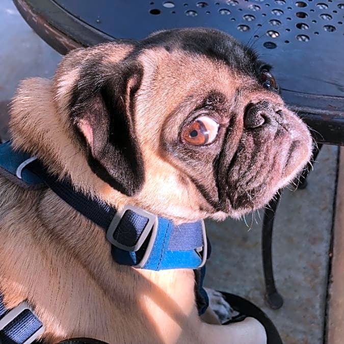 Photo of Mojo