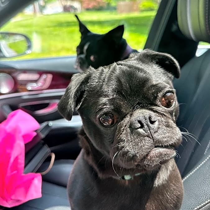 Photo of Lucky