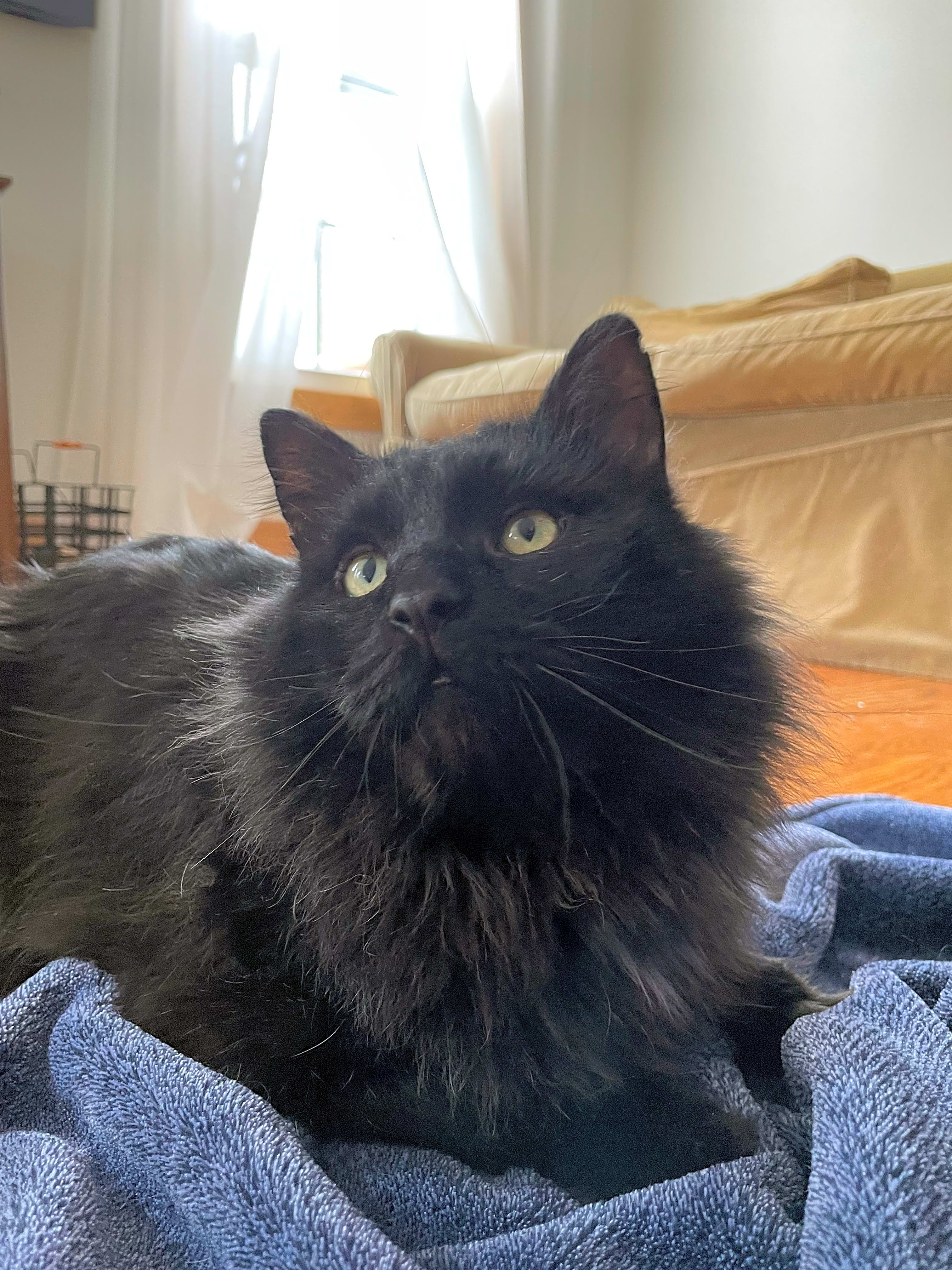 Photo of Luigi Meowgione